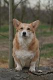 CORGI PEMBROKE 1476